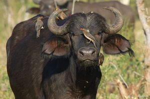 PiqueBoeuf.jpg