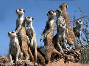 suricate_ld01.jpg